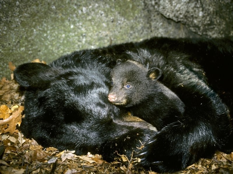 10. Эмбриональная диапауза
