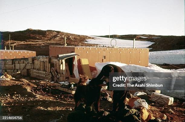 Антарктическая одиссея двух хаски: как Таро и Дзиро победили Антарктиду