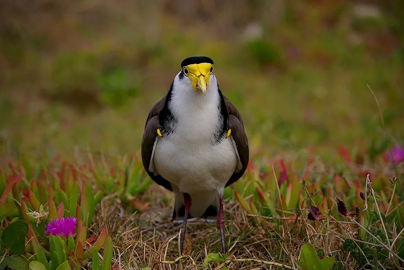 Солдатский чибис. Птица из Австралии. У неё на крыльях буквально пара заточек для самообороны и защиты птенцов