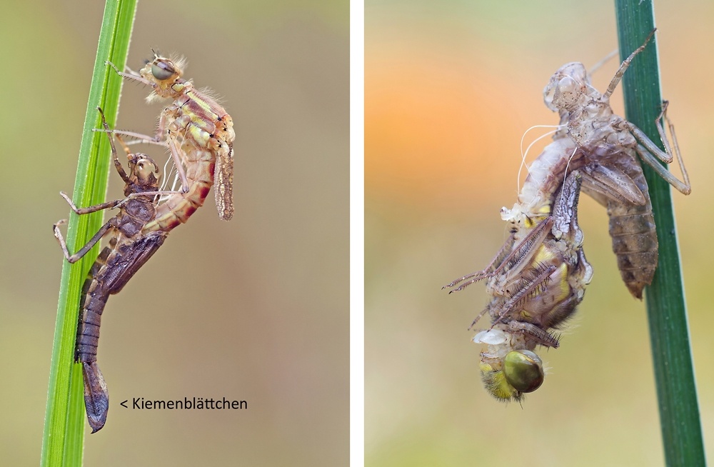 Стрекоза вылезает из своей старой оболочки. Теперь она взрослая!