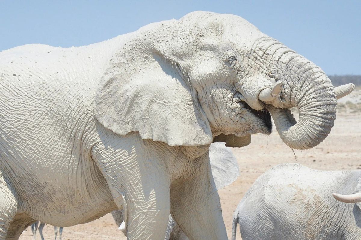 Белые слоны из Национального парка Этоша в Намибии. Живут в пустыне и регулярно обмазываются местной грязью, отчего всегда ходят белоснежные