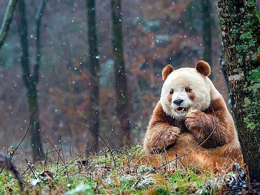 А вы знали, что есть коричневый подвид большой панды? Называется циньлинская панда. В целом, всё тоже самое, но чуть меньше