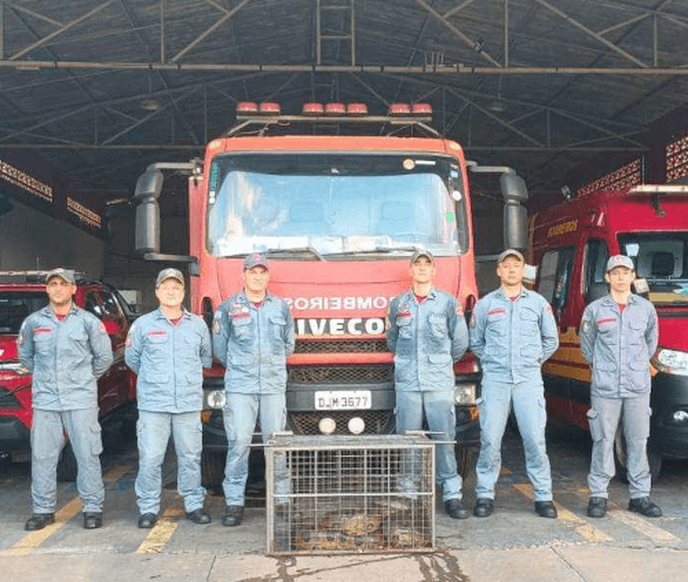 Анаконда чуть не задушила собаку