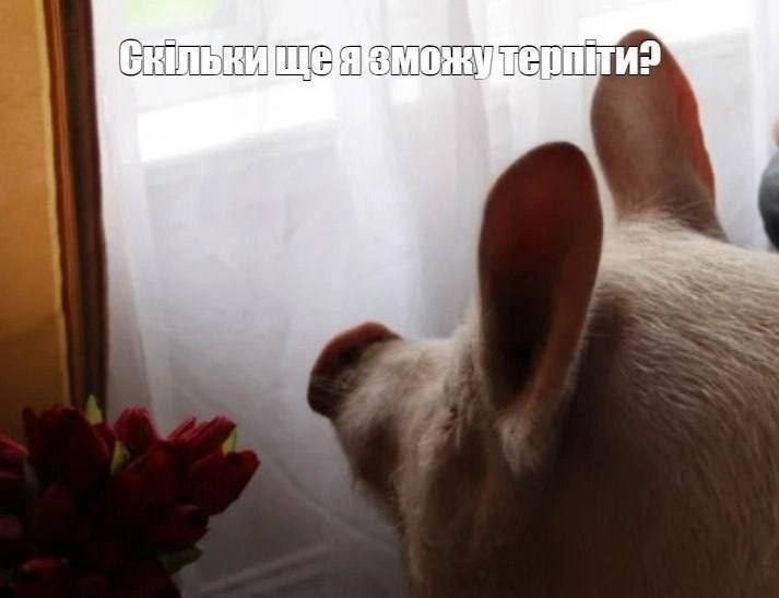 Политика и лишь малость не только