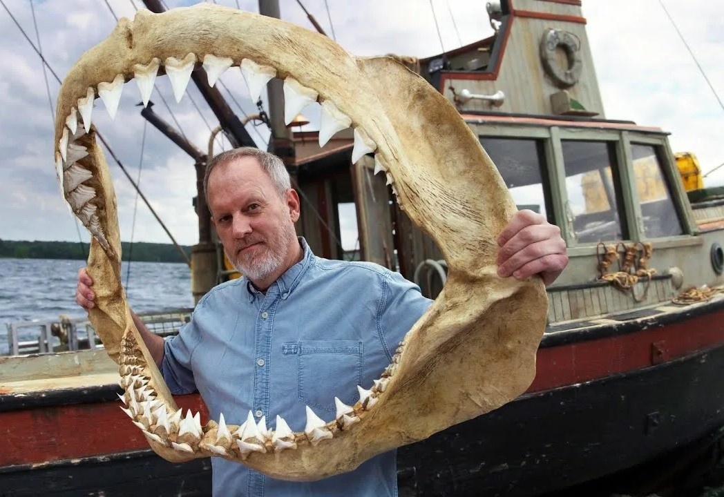 Белая акула:  самый страшный хищник океана