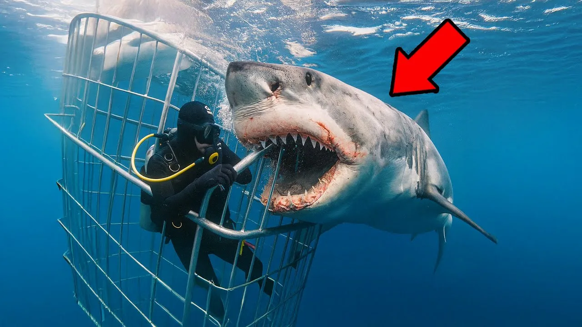 Белая акула:  самый страшный хищник океана