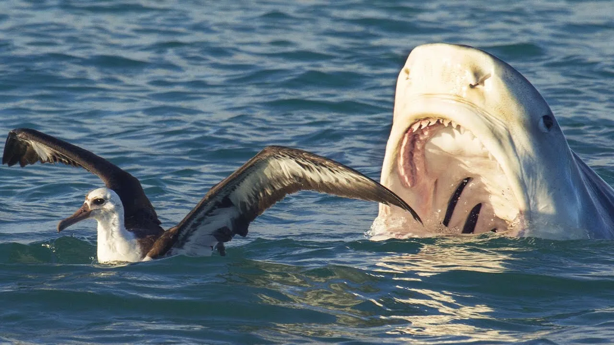 Белая акула:  самый страшный хищник океана