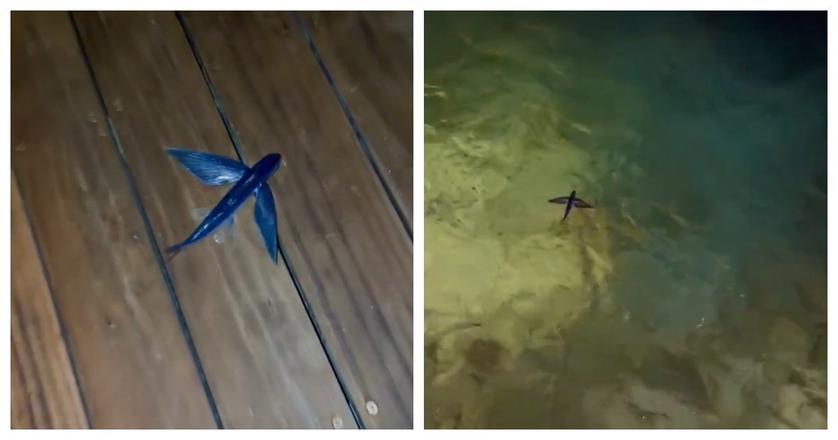 Неудачное спасение летучей рыбы попало на видео