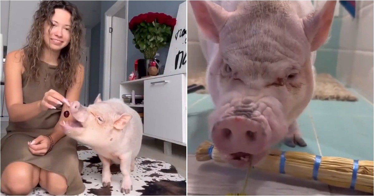 Парень сумел приручить агрессивного мини-пига своей девушки