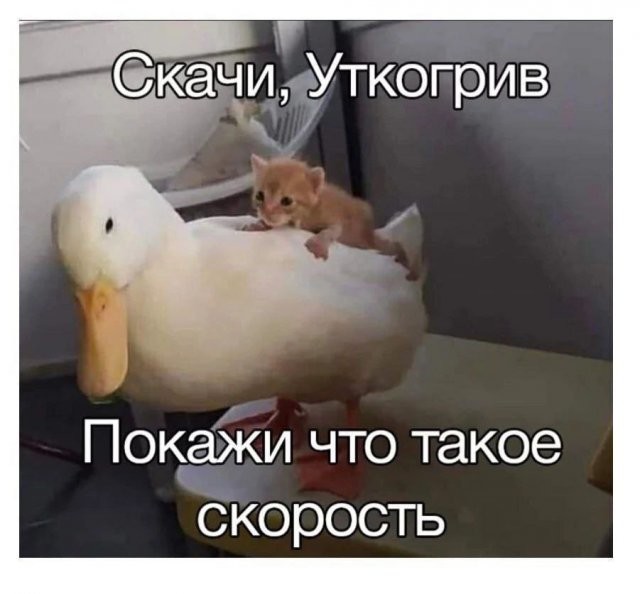 Скрины из соцсетей