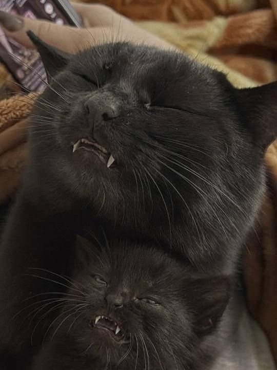 24. Повторяй за мной