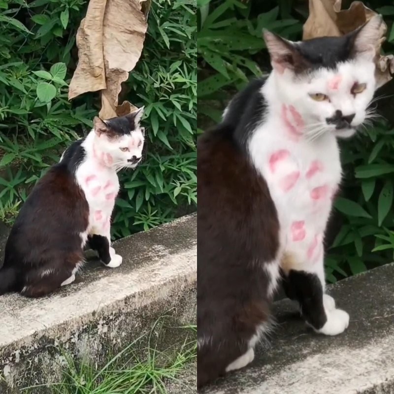 2. Котик любимый, к поцелуям манящий