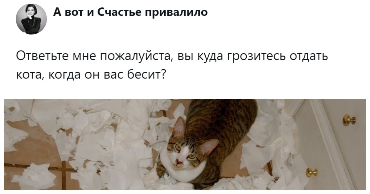 «Цыганам или в кошачий детдом»: пользователи назвали места, куда грозят отдать кота после переполнения чаши терпения