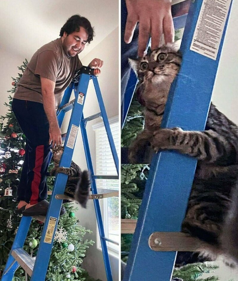 24. Котик и его акрофобия