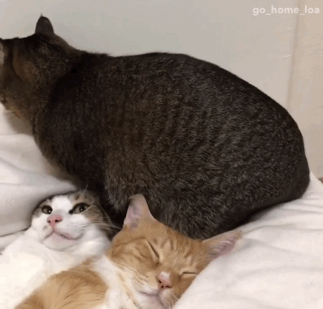 Просто гифки, всякие и&nbsp;разные