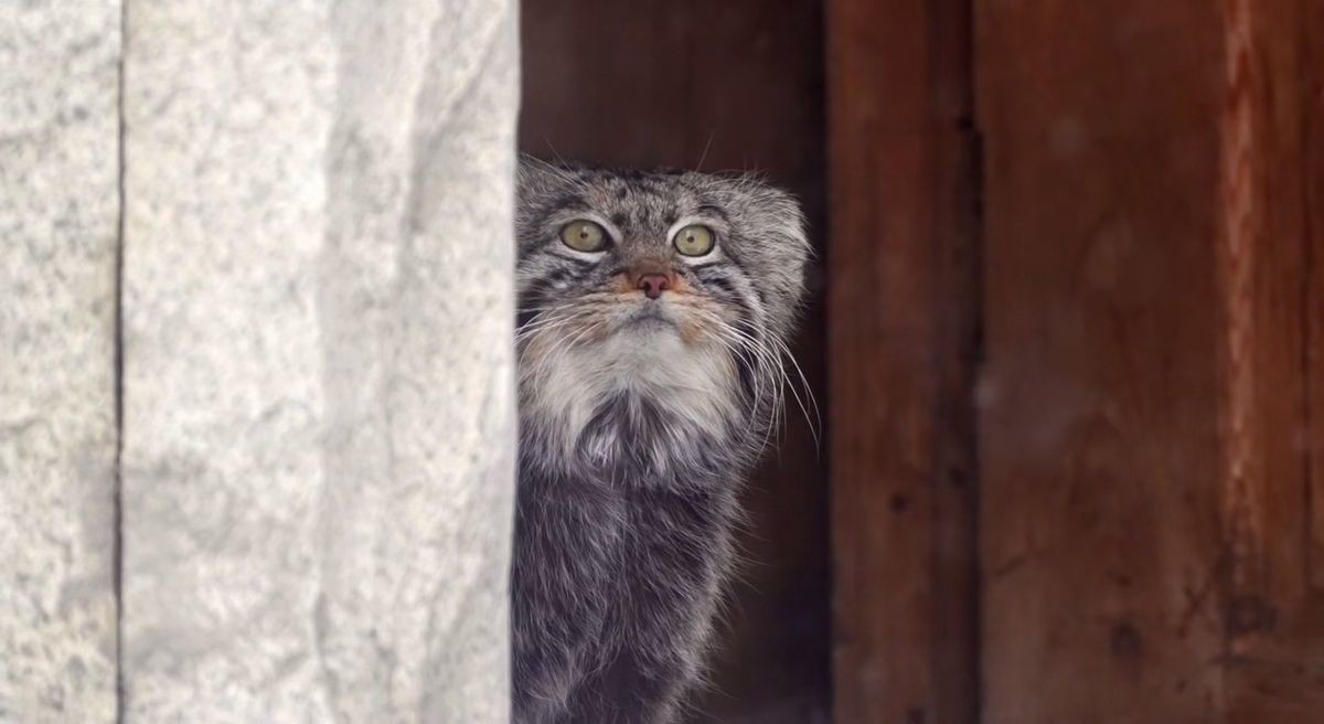 «Доставка на дом»: Манулу Тимофею подарили коробку с перепелкой