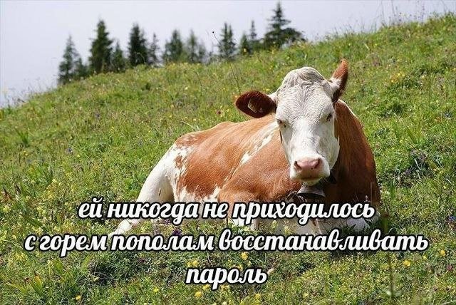 Скрины из соцсетей