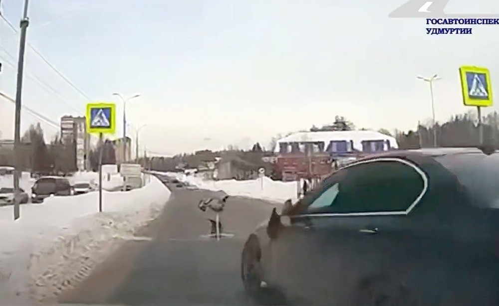 Женщина на BMW сбила ребёнка на пешеходном переходе