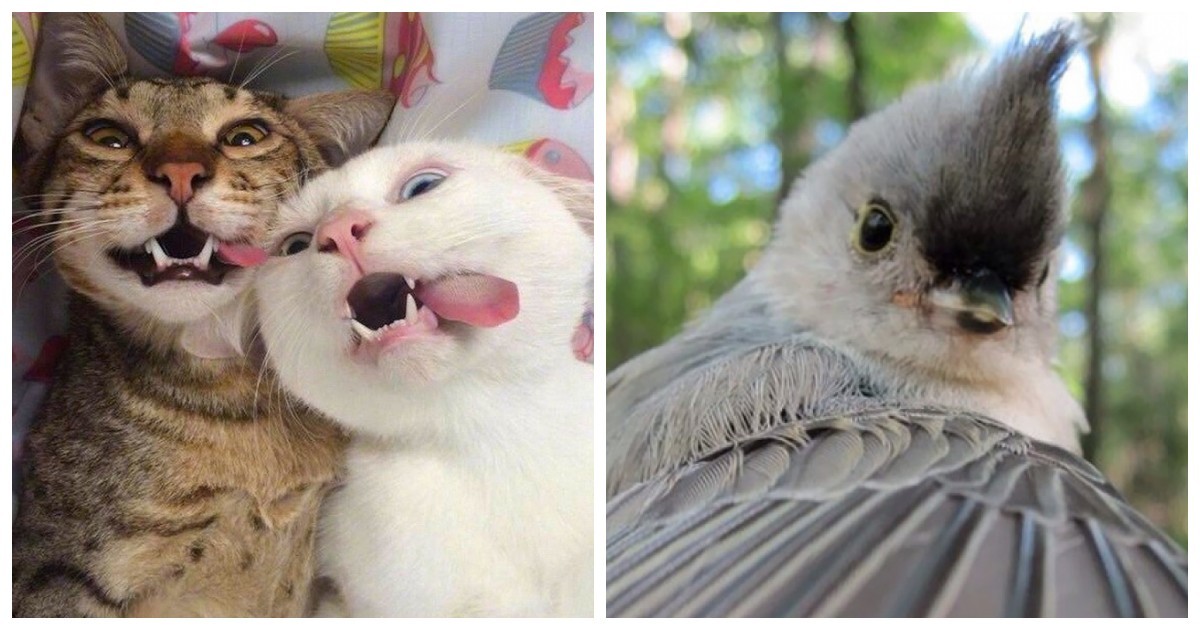 25 обаятельных симпатяг, селфи которых явно лучше наших