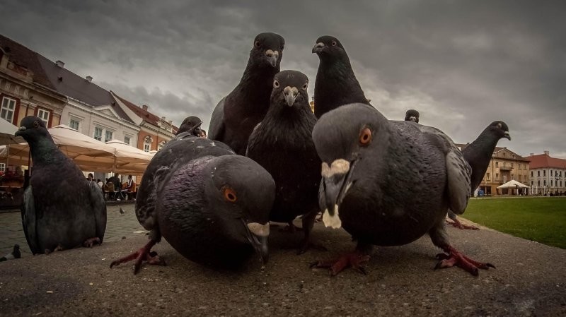 18. Семки есть? А если найдём?