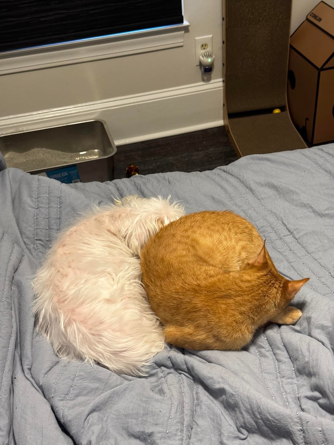 10. И жили они как кошка с собакой