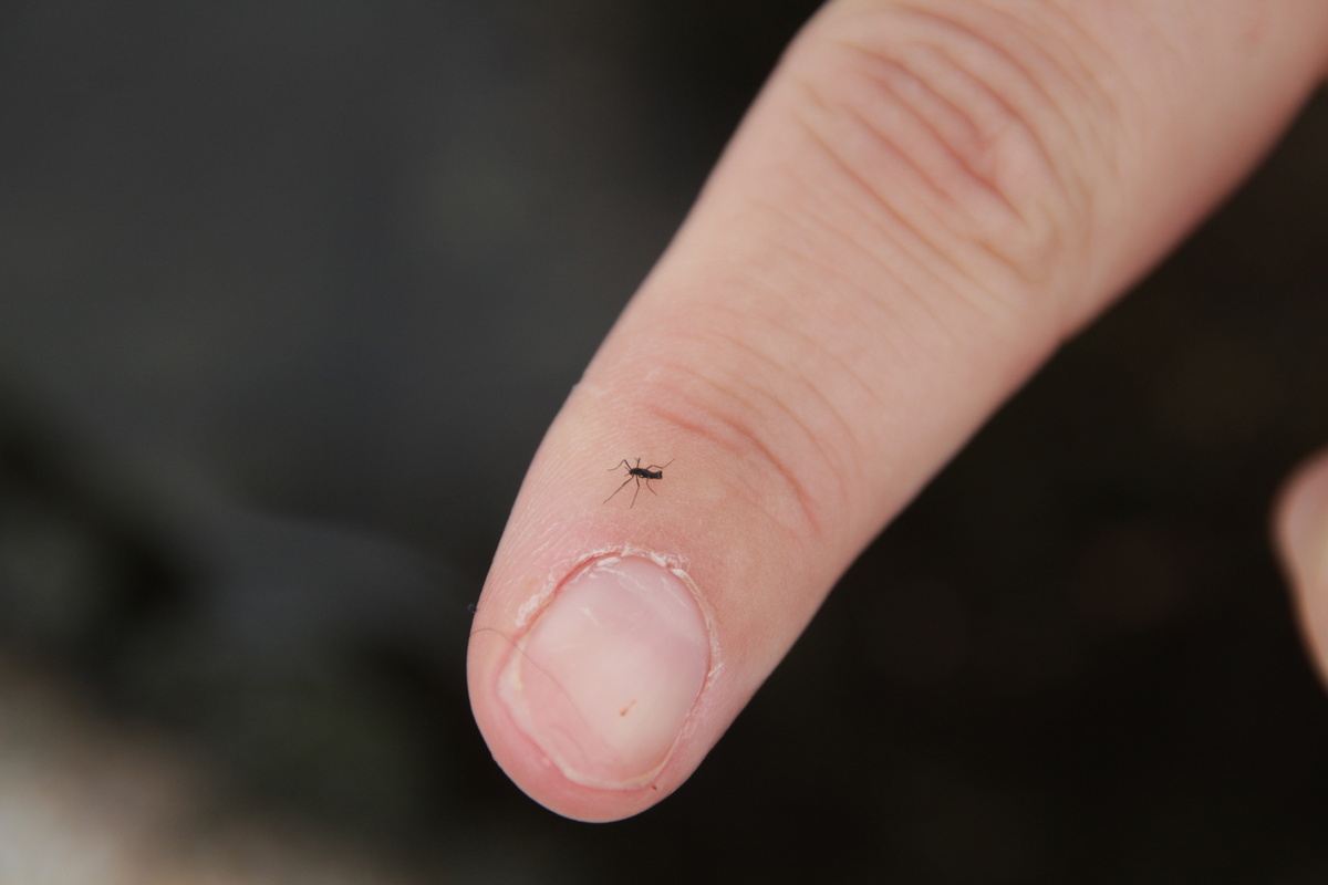 Антарктический комар: единственное насекомое Южного полюса