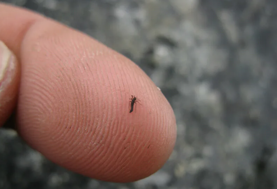 Антарктический комар: единственное насекомое Южного полюса