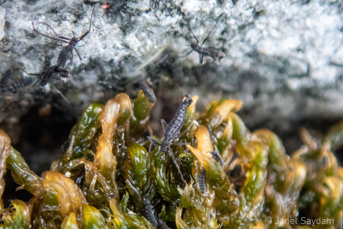 Антарктический комар: единственное насекомое Южного полюса