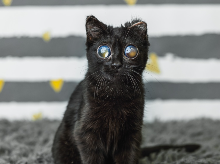 Взгляд на миллион: котенок с внешностью пришельца победил жуткую болезнь