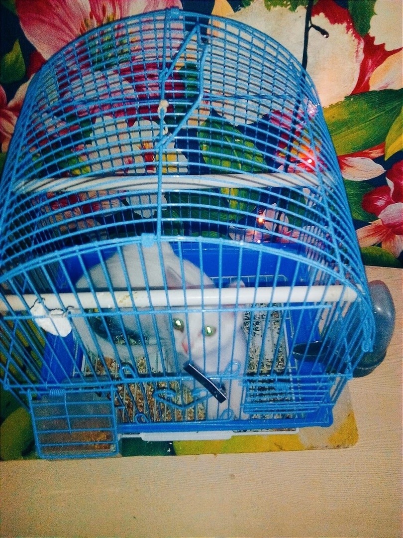 Поменялась местами с попугаем