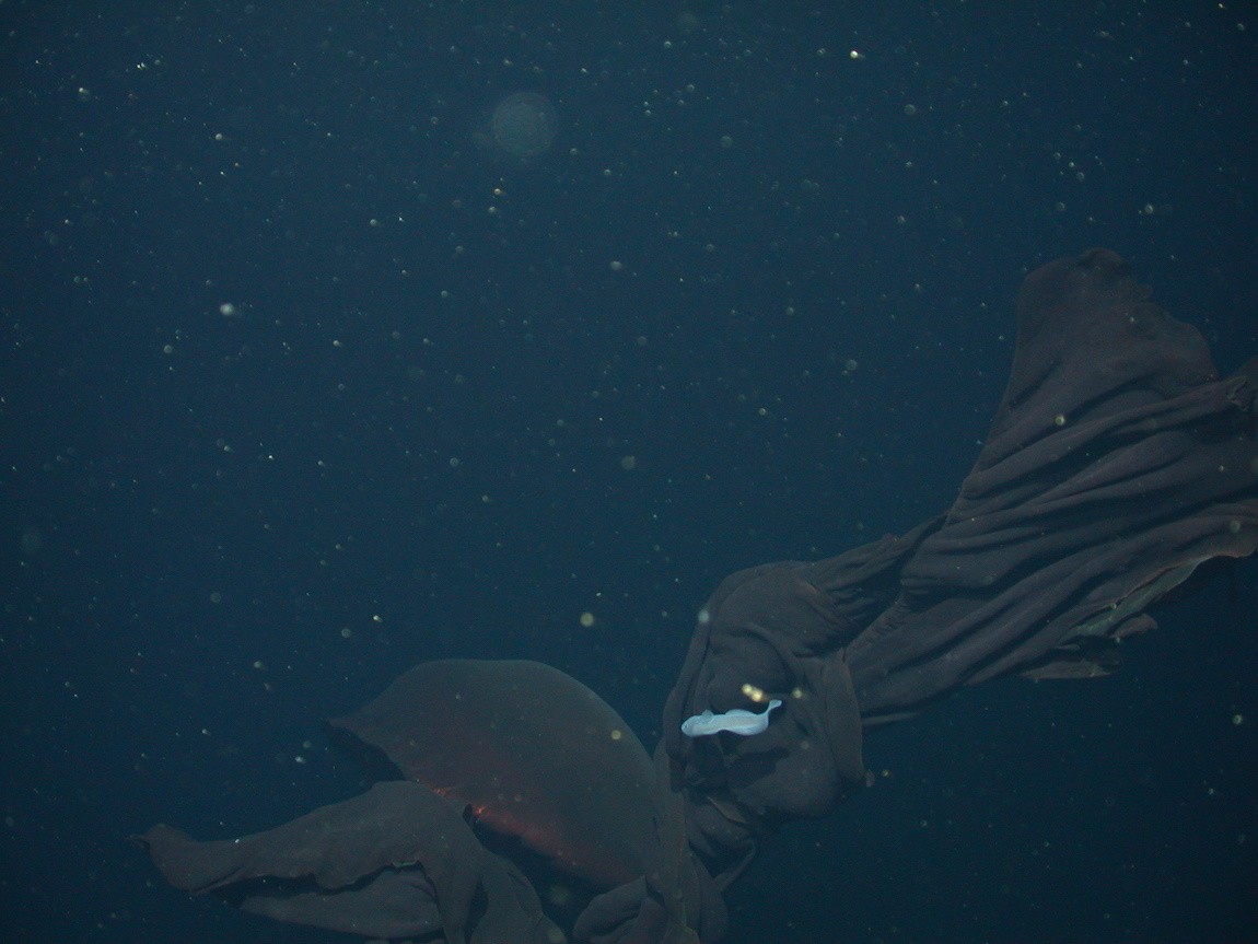 Медуза-фантом — 10-метровый призрак Мирового океана