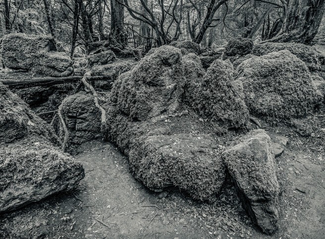 Пазлвуд – лес, который мог вдохновить Толкина на создание Средиземья