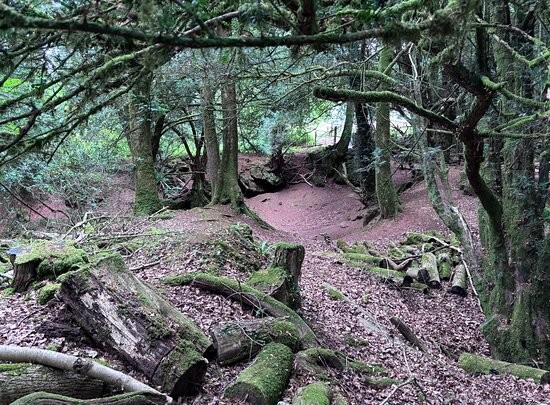 Пазлвуд – лес, который мог вдохновить Толкина на создание Средиземья