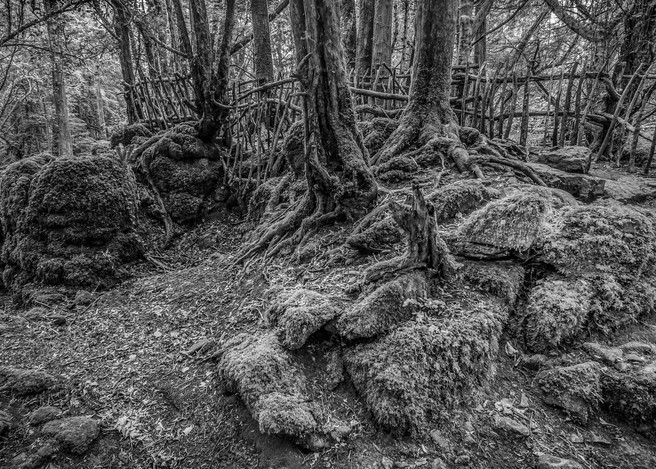 Пазлвуд – лес, который мог вдохновить Толкина на создание Средиземья