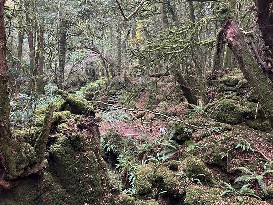 Пазлвуд – лес, который мог вдохновить Толкина на создание Средиземья