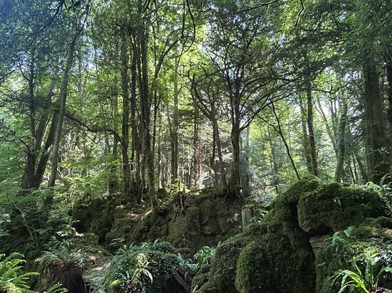 Пазлвуд – лес, который мог вдохновить Толкина на создание Средиземья