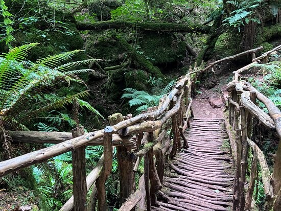 Пазлвуд – лес, который мог вдохновить Толкина на создание Средиземья