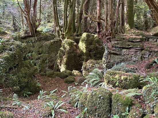 Пазлвуд – лес, который мог вдохновить Толкина на создание Средиземья