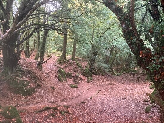 Пазлвуд – лес, который мог вдохновить Толкина на создание Средиземья