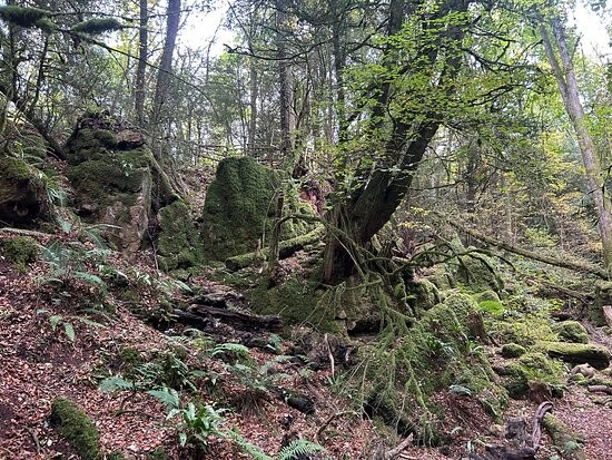 Пазлвуд – лес, который мог вдохновить Толкина на создание Средиземья