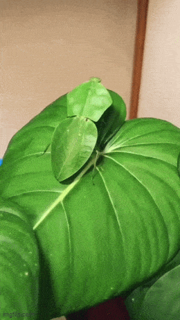 Просто гифки, всякие и&nbsp;разные