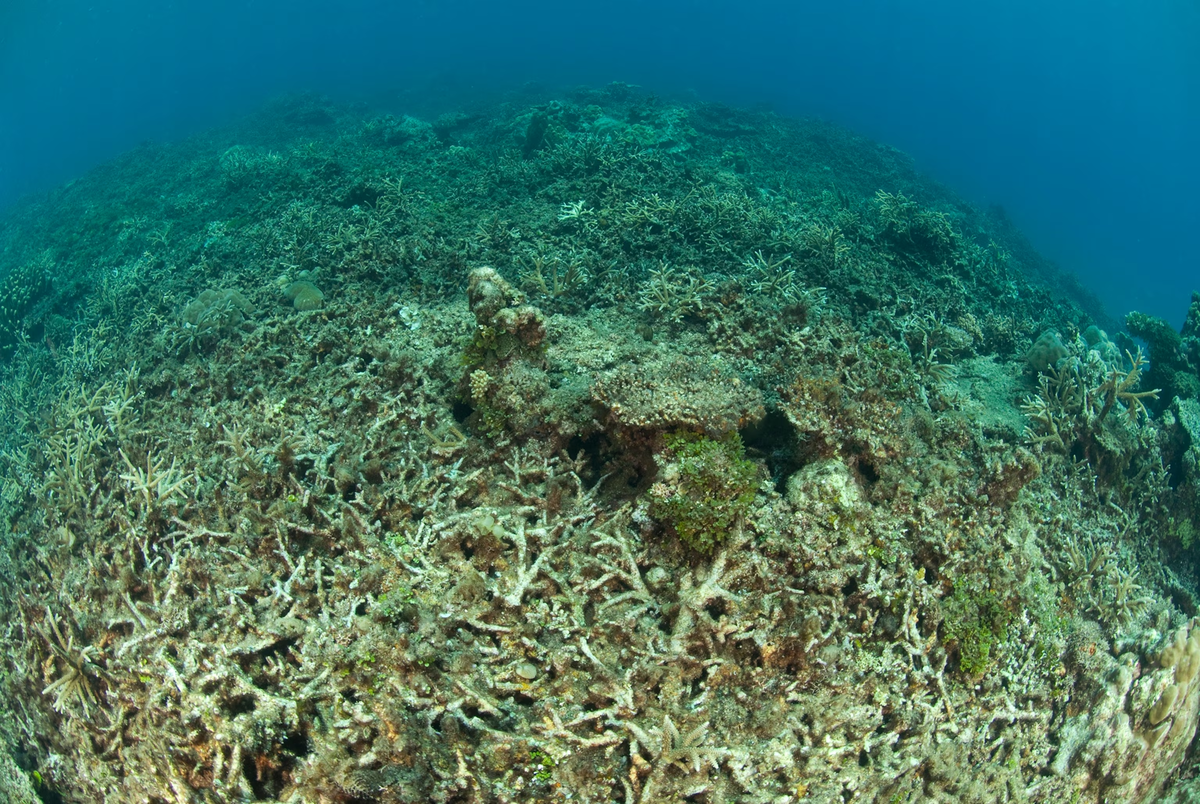 Цианидная рыбалка: самый бесчеловечный способ рыбной ловли