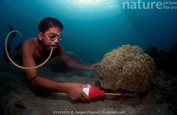 Цианидная рыбалка: самый бесчеловечный способ рыбной ловли
