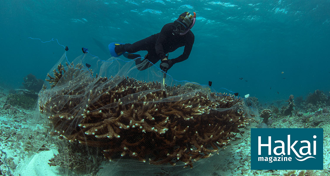 Цианидная рыбалка: самый бесчеловечный способ рыбной ловли