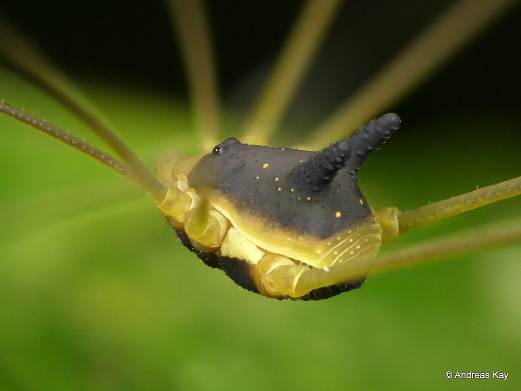 Сенокосец-кролик: зачем пауку голова собаки на спине?