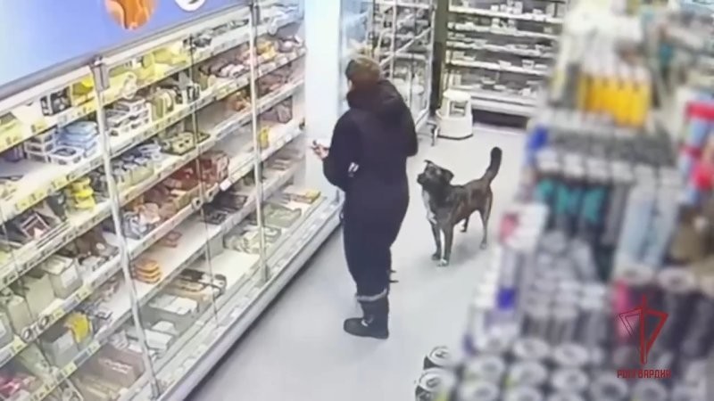 Пёс «одобряет» магазинную кражу в Воскресенске