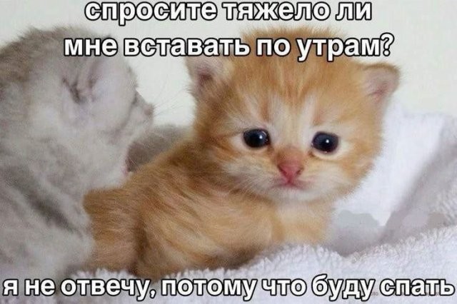 Скрины из соцсетей