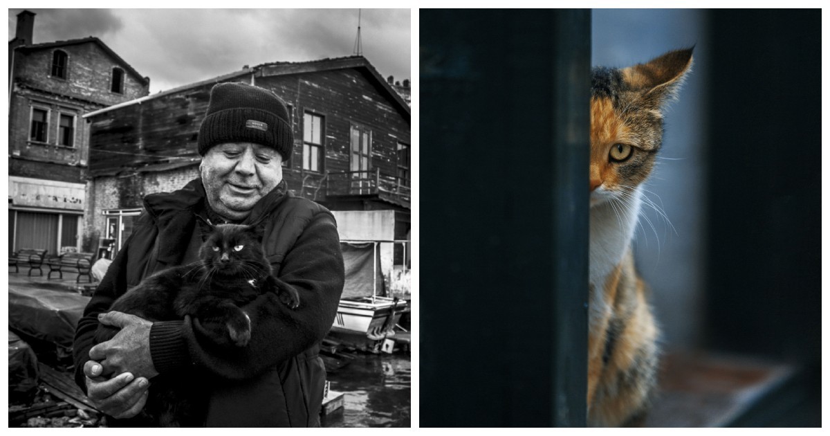 23 крупных плана уличных котов, которые доказывают, что пушистые главные на районе и в жизни