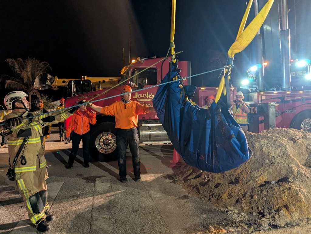 В США в канализации обнаружили 186-килограммового ламантина