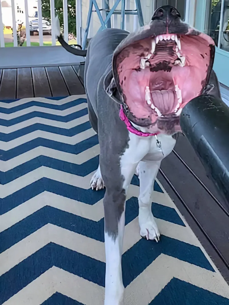 7. Такой бы пастенькой да медку хлебнуть